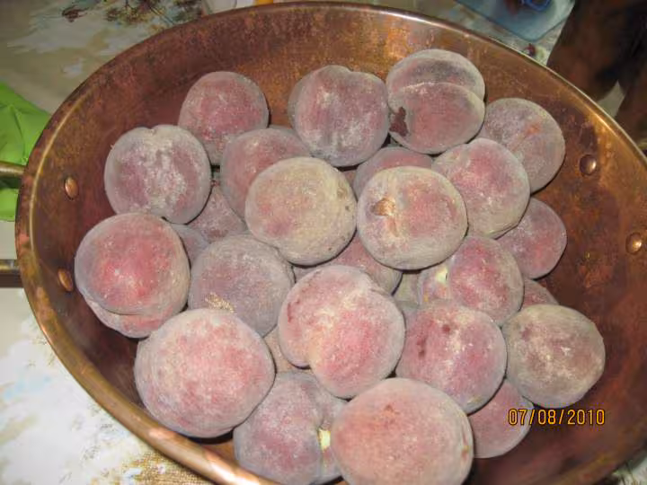 Peches de vigne sterilisees