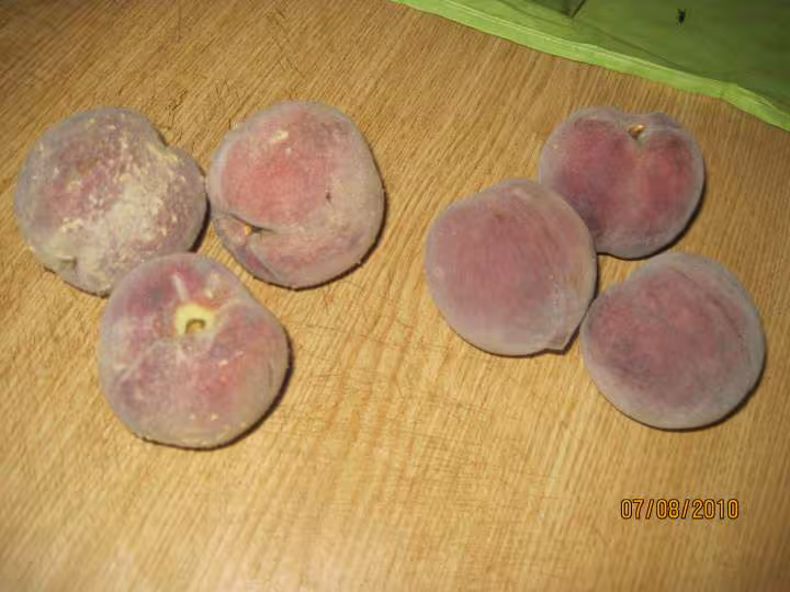 Peches de vigne sterilisees