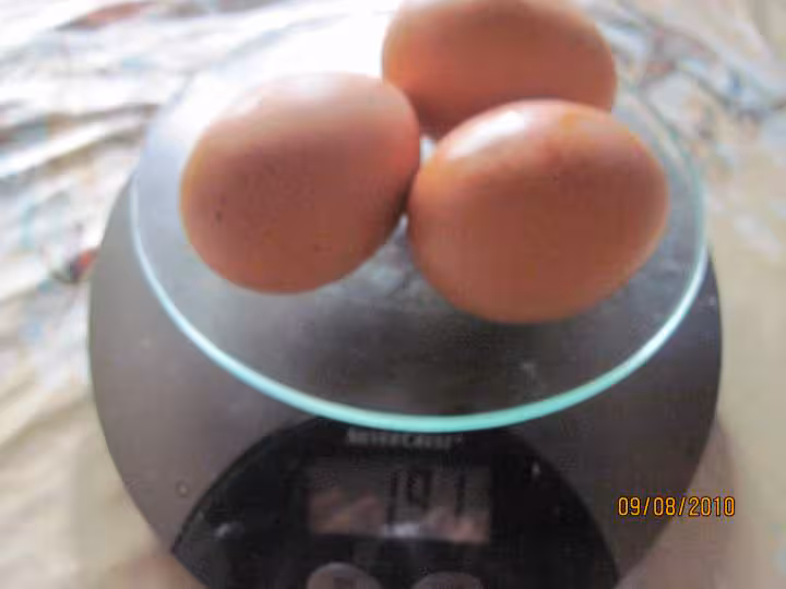 Photo des gros oeufs poids