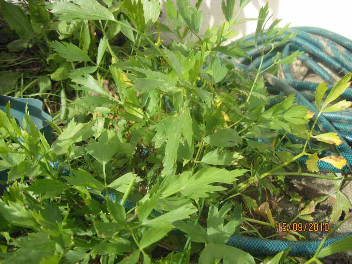 Photo du celeris jardin