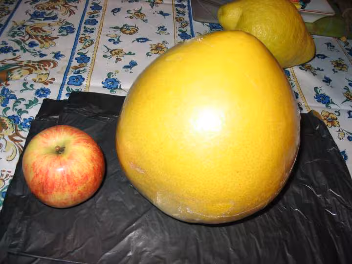 Pomelos 1kilo520gr a cote une pomme de 185 gr