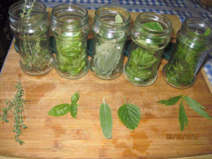 Pots d huile d olive aux aromates frais