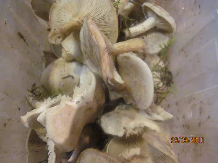 Poulet au riz carottes a la moutarde massale