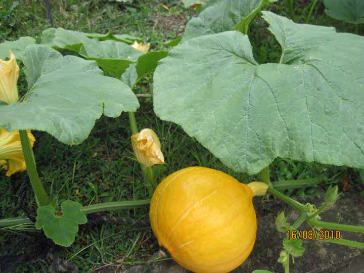 Puree de potimarron au basilic