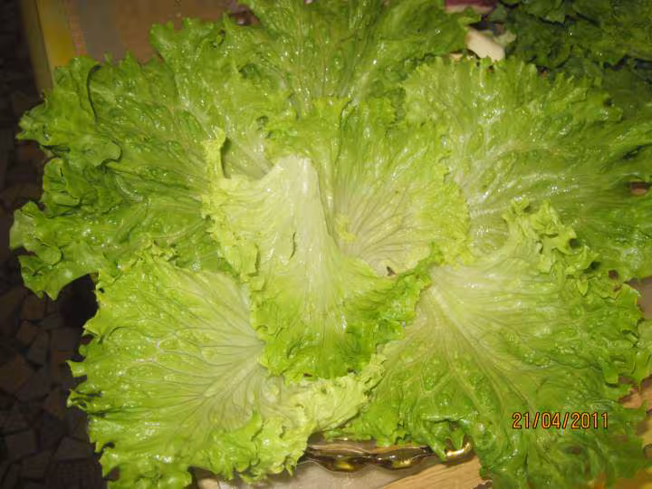 Quatuor de salades en vignaidrette