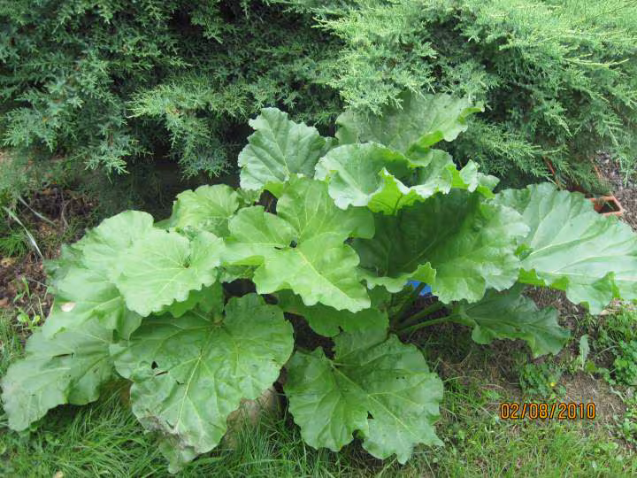 Rhubarbe plantee en 2009 jardin
