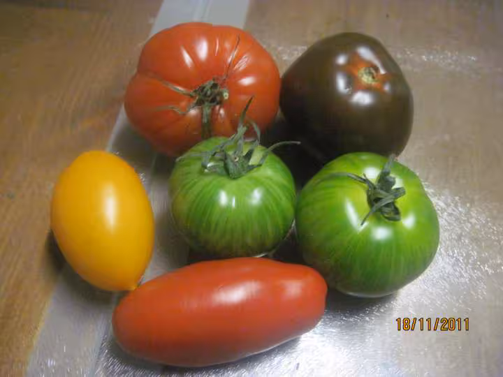 Salade de tomates anciennes