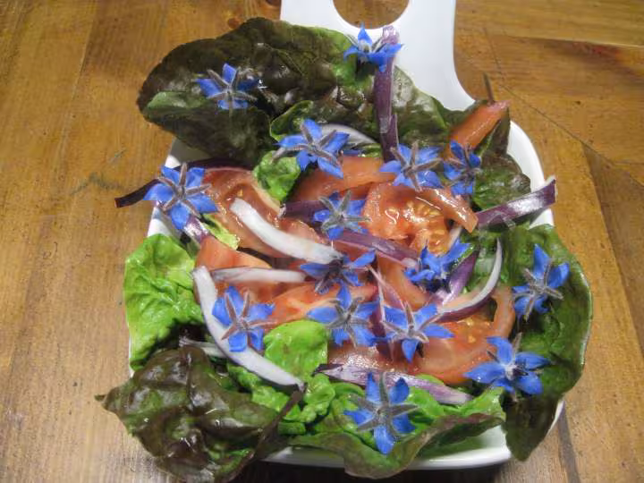 Salade fleurie aux fleurs de bourrache