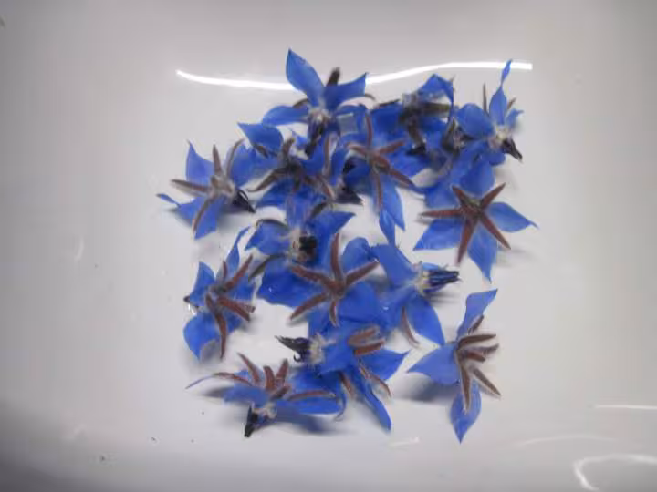 Salade fleurie aux fleurs de bourrache