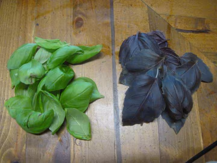 Sauce tomates aux basilic vert et rouge