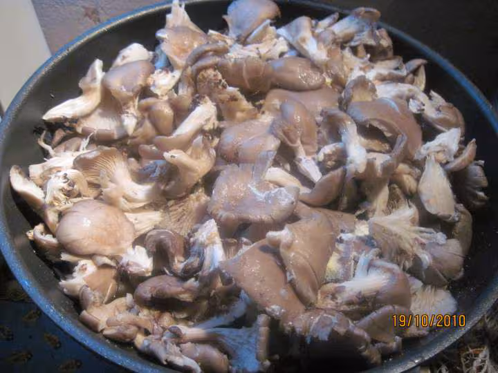 Sterilisation champignons pleurotes savages