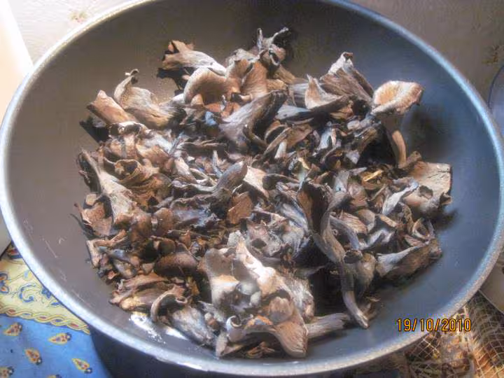 Sterilisation champignons pleurotes savages