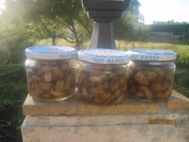 Sterilisation des champignons brun