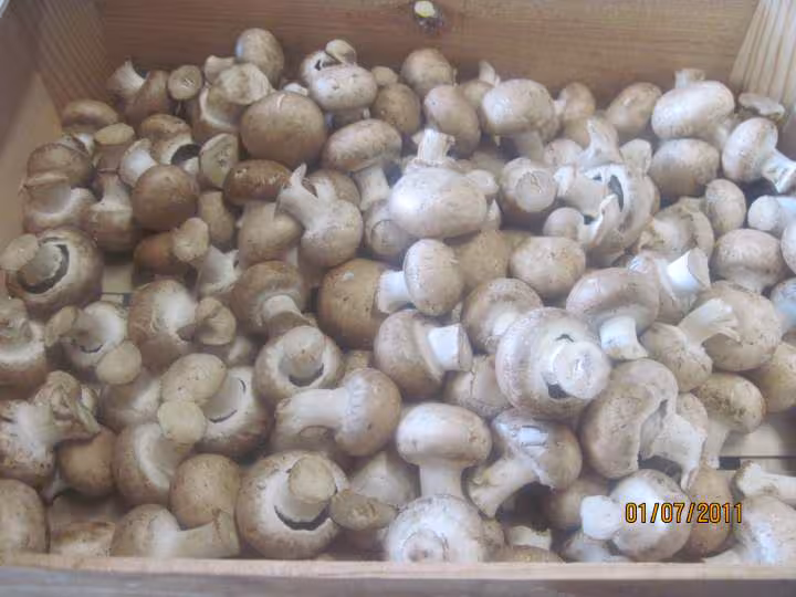 Sterilisation des champignons brun