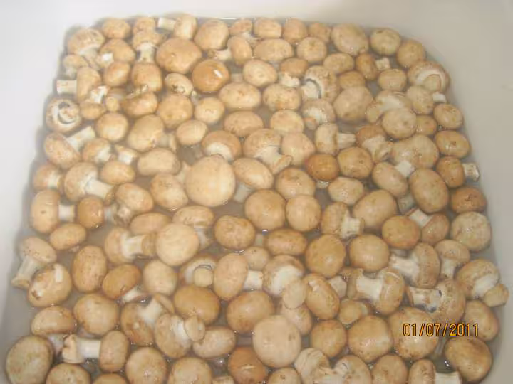 Sterilisation des champignons brun
