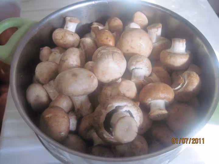 Sterilisation des champignons brun