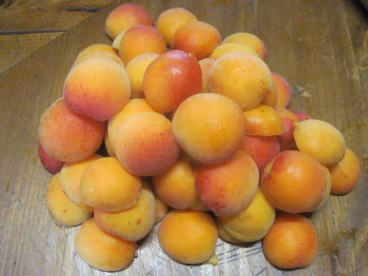 Tarte aux abricots nature