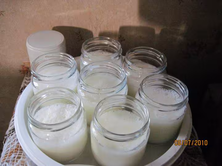 Yaourts aux kiwis verts
