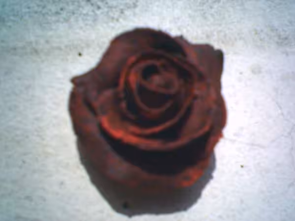 Rose en pate a sel