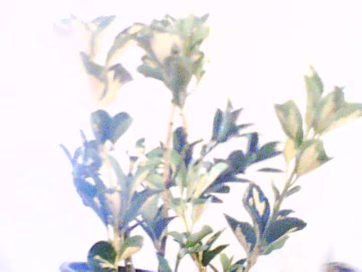 Arbuste