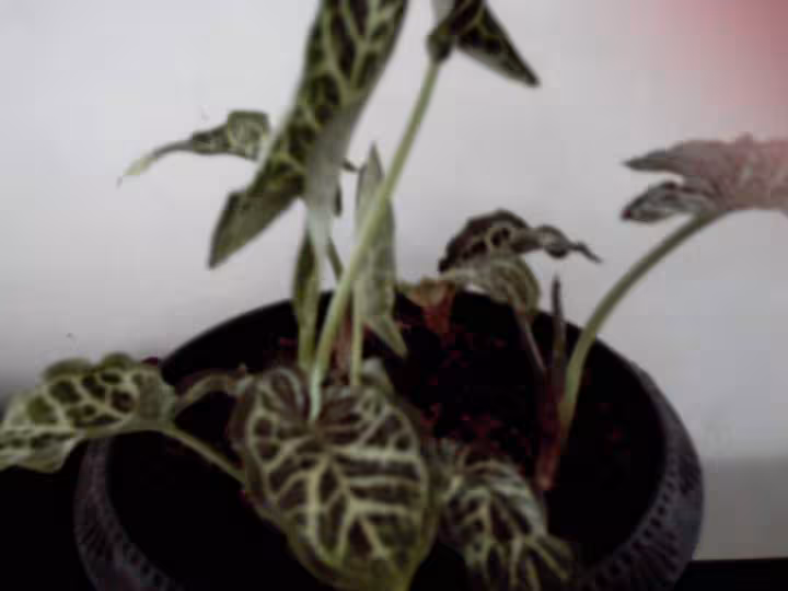 Plante