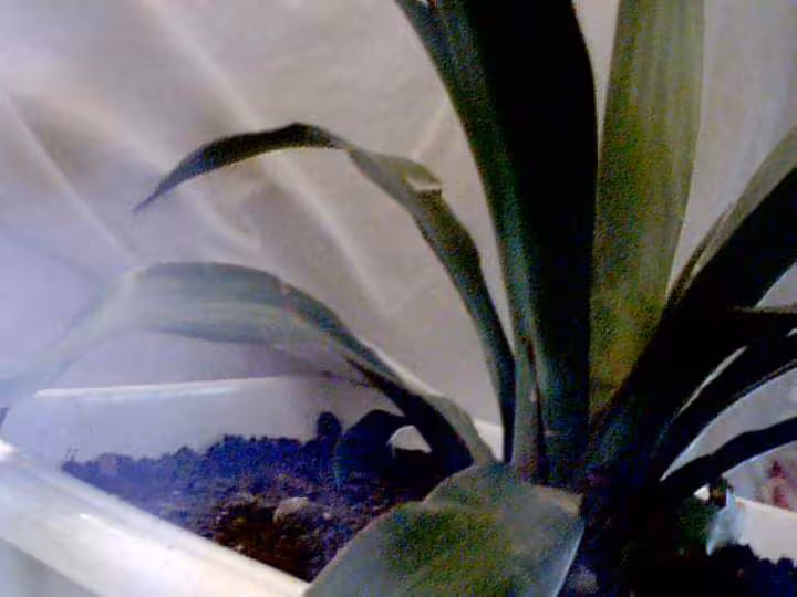 Yucca1