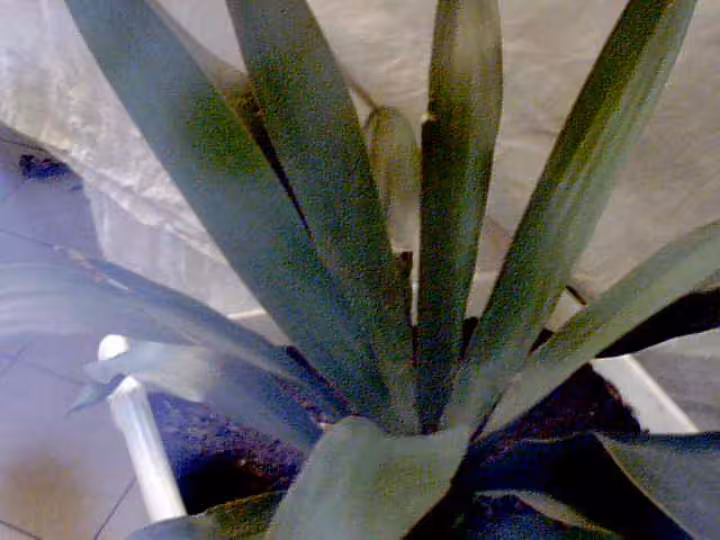 Yucca2