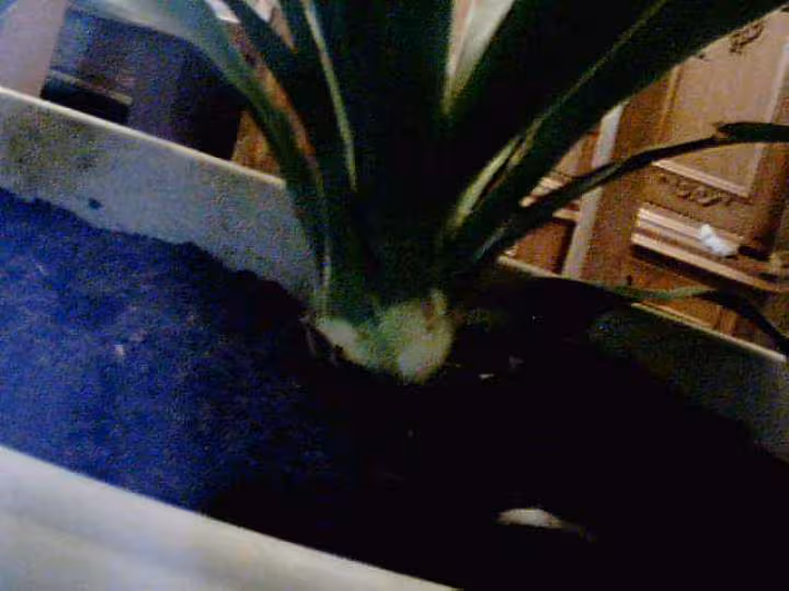 Yucca4