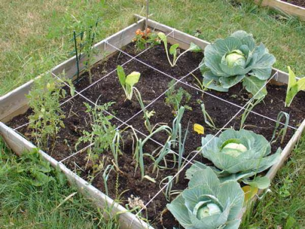 Potager en carres
