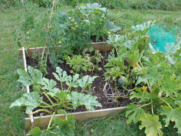 Potager en carres