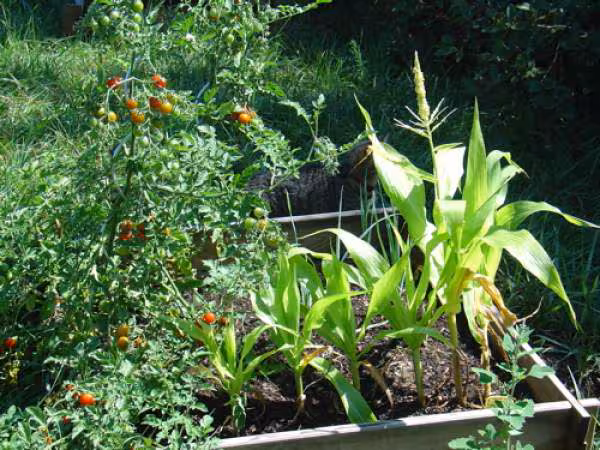 Potager en carres