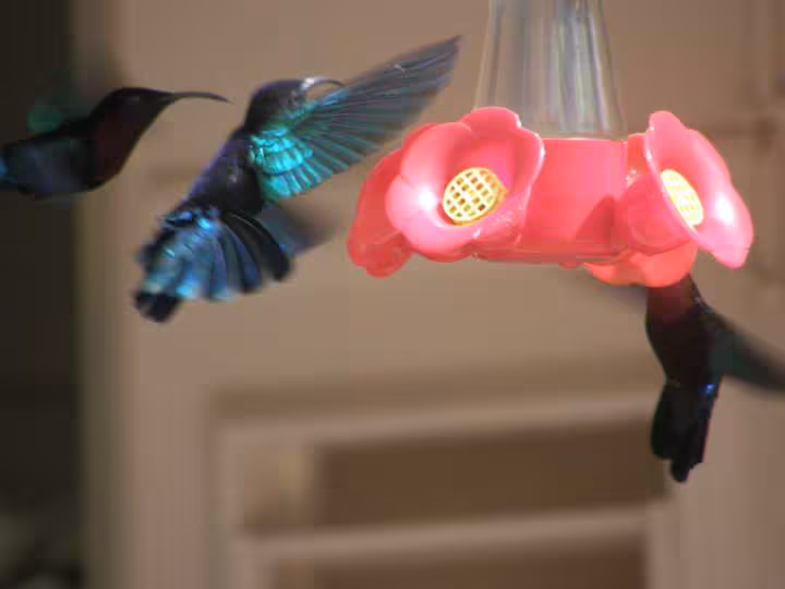 Colibri