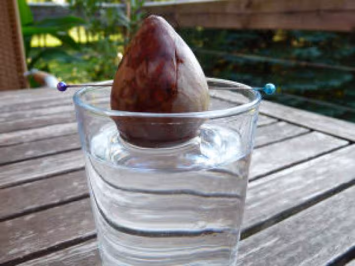 Avocat