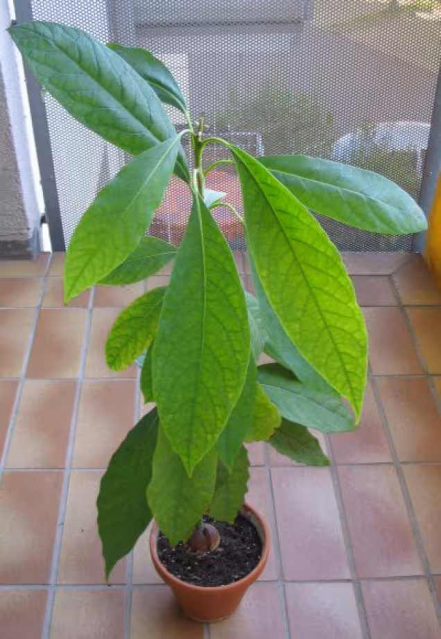 Avocat