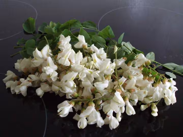 Accacia1