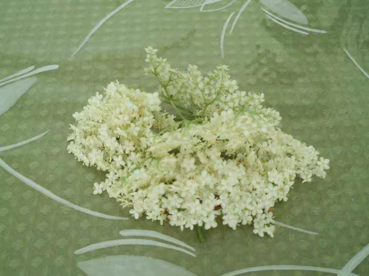 La fleur de sureau