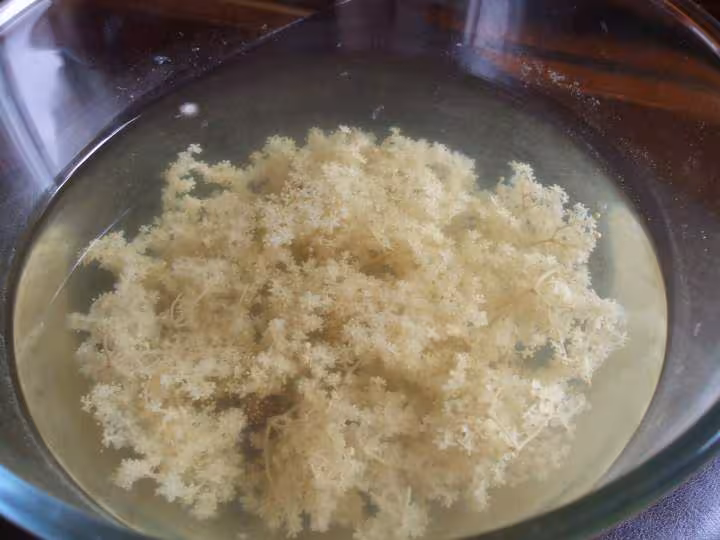Sirop sureau 1