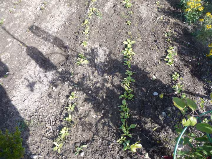 Legumes