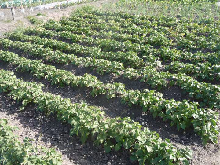 Legumes