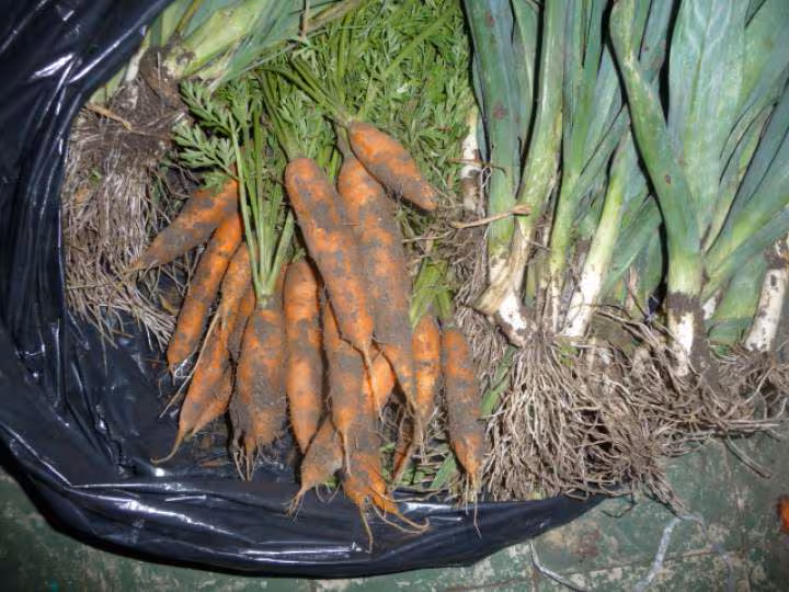 Legumes