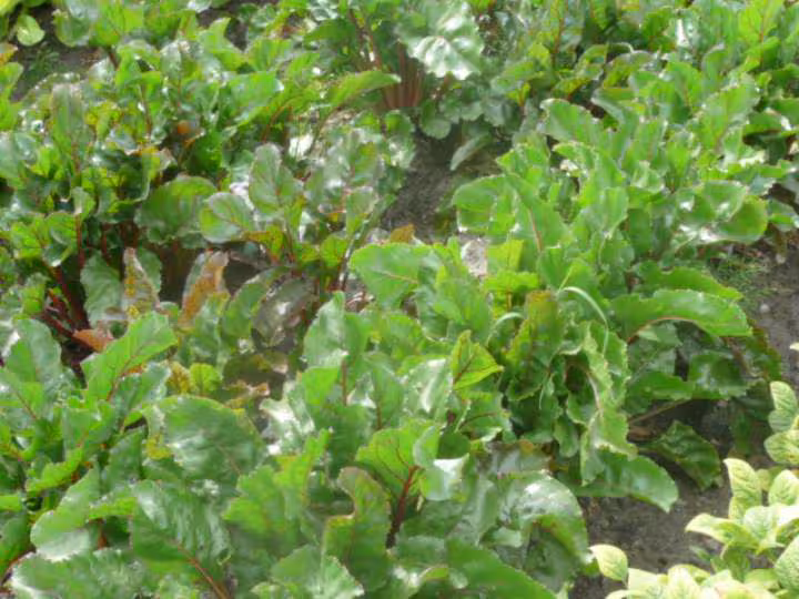Legumes