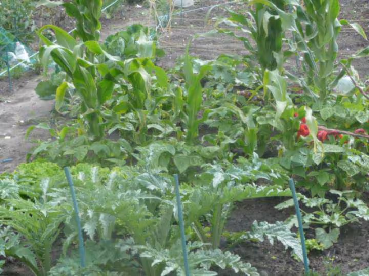 Legumes