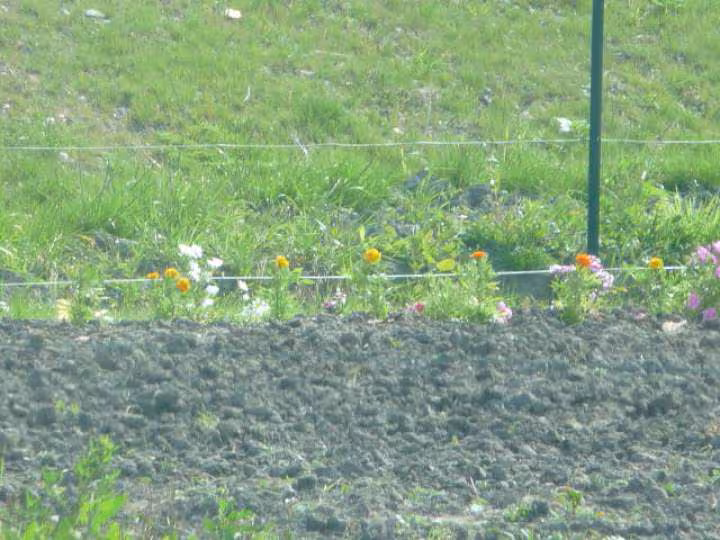 Mon jardin