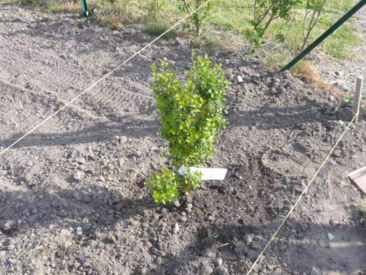 Mon jardin