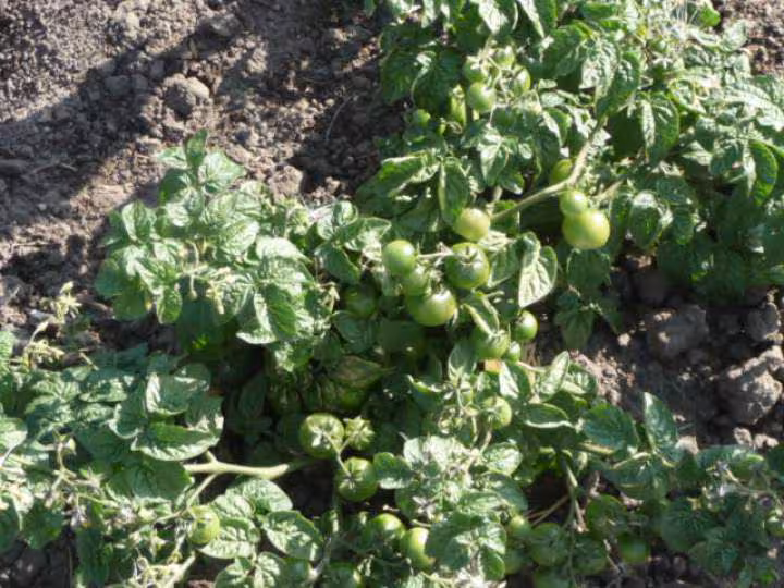 Mon jardin