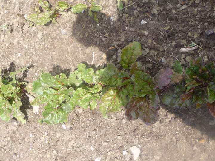 Mon jardin