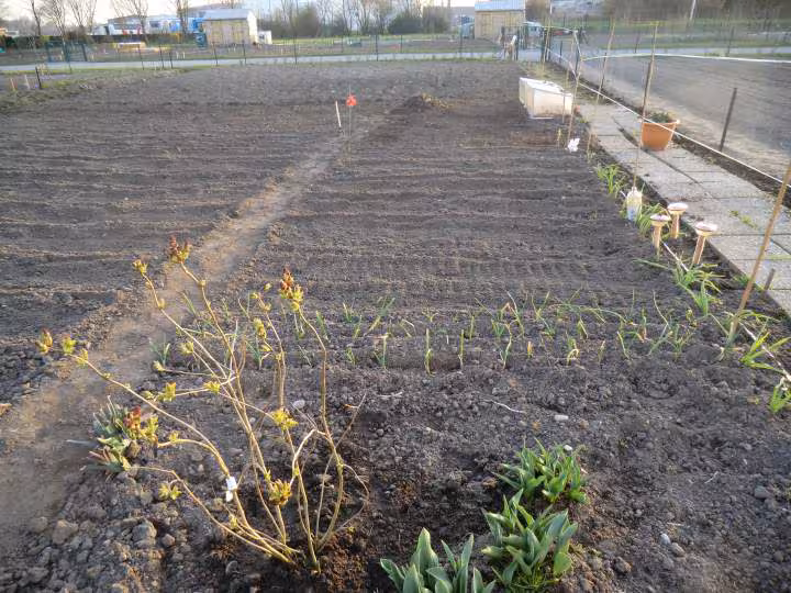 Mon jardin