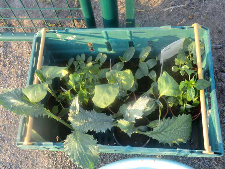 Mon jardin