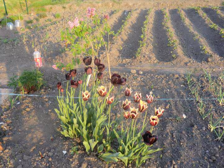 Mon jardin