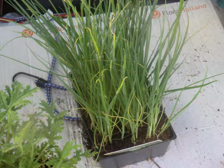 Mon jardin